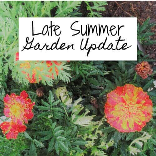 late_summer_garden