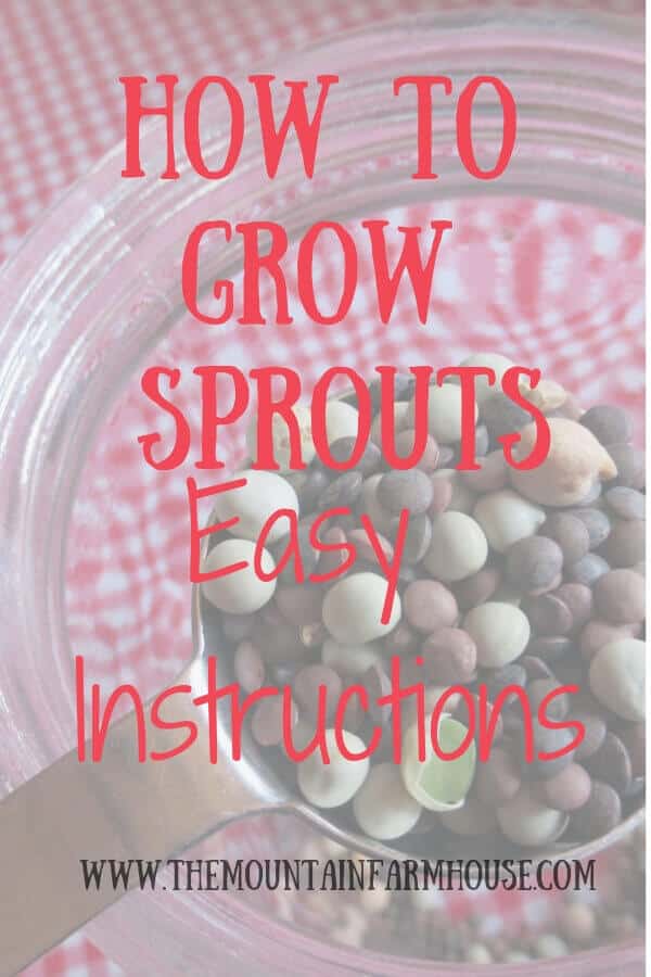 Pinterest pin pink lettering, "How to grow sprouts easy instructions," red and white gingham tablecloth, mason jar, tablespoon full of sprouting seeds