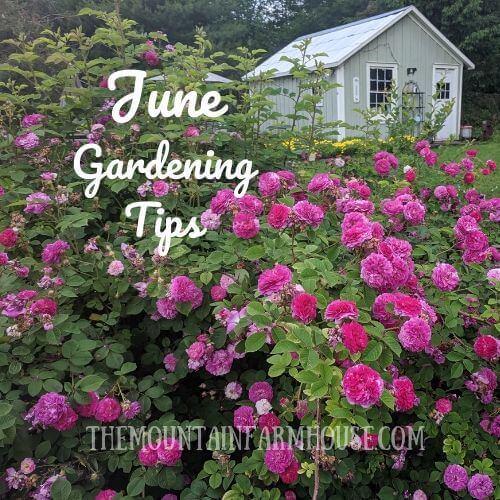 June Gardening Tips picture of roses and barn