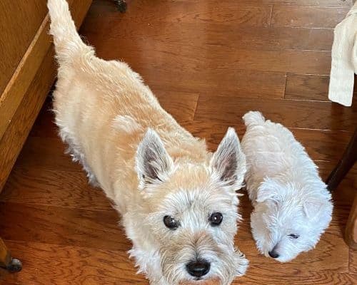 Blonde cairn terrier dog with perky ears, black eyes and nose with West Highland Terrier white puppy with floppy ears on wood floor