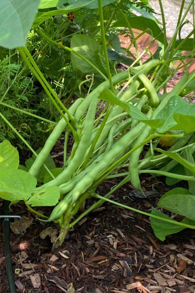 Green beans growing on plant in brown garden soil