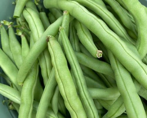 Fresh, raw green beans