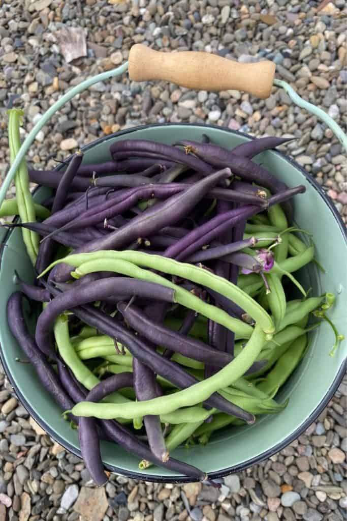 Green and purple string beans in bucket