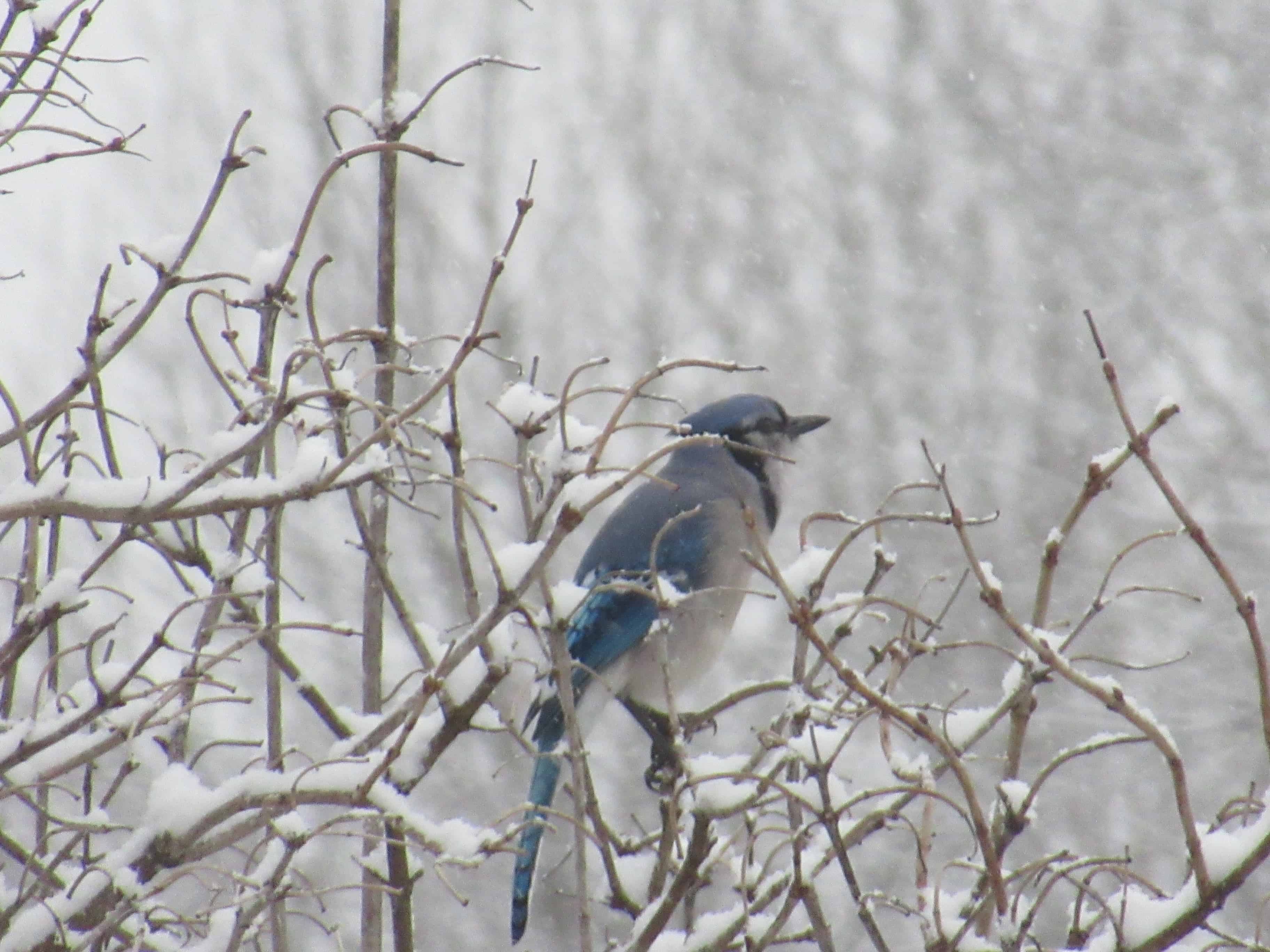 Winter Blue Jay awaits Spring
