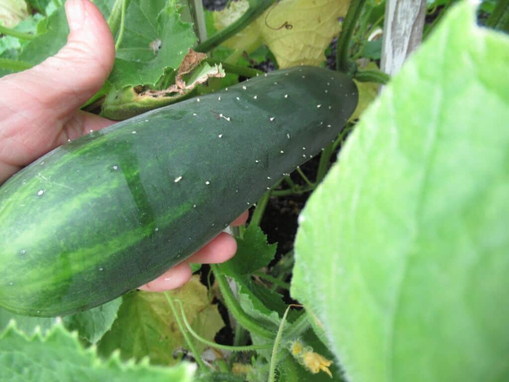 Marketmore Cucumber 2