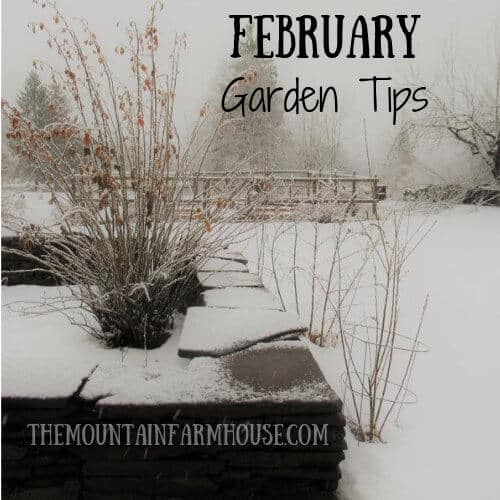 February Garden Tips