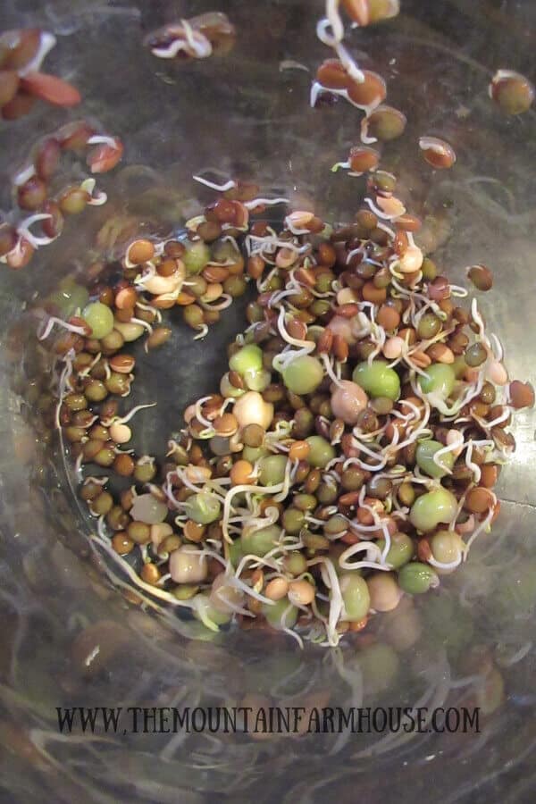Sprouts in jar