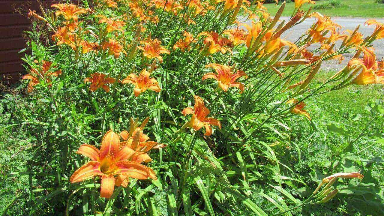 Daylilies in bloom