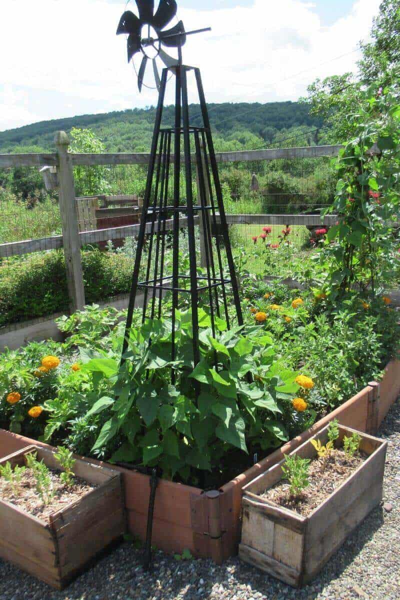 A view of our Vegetable bed with potatoes, beans, and eggplant