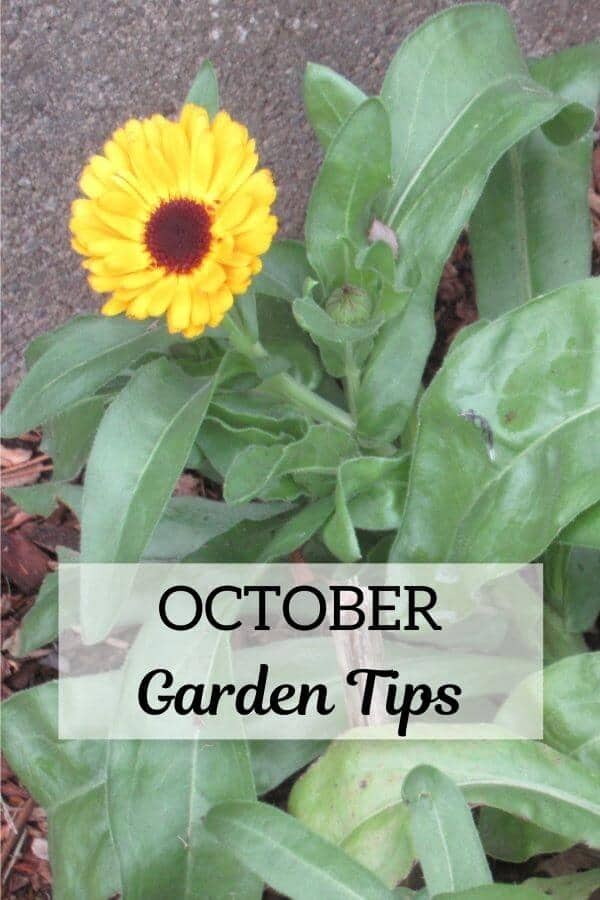 Calendula in flower October Garden Tips Pin