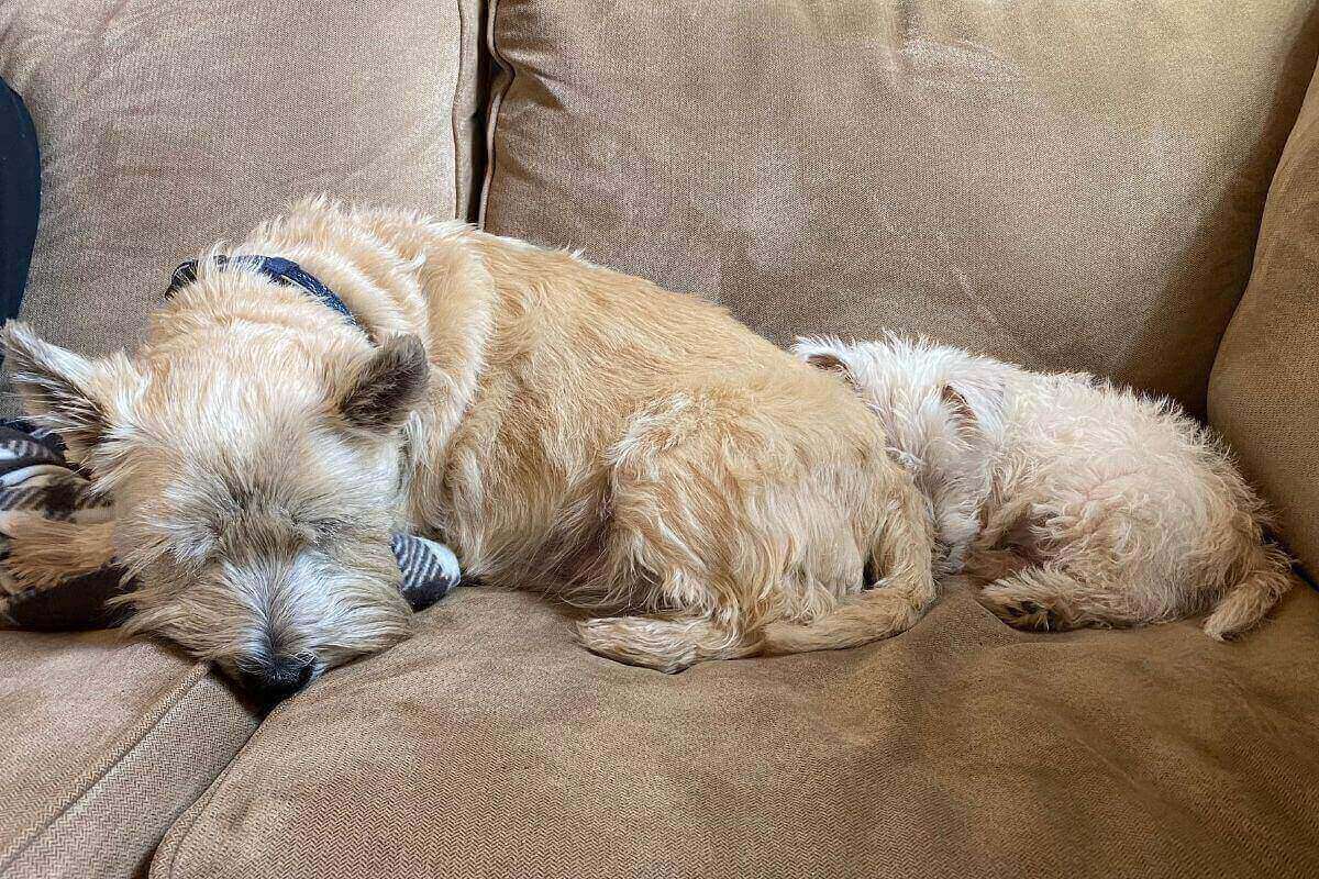 blonde dog and white puppy sleeping on beige couch